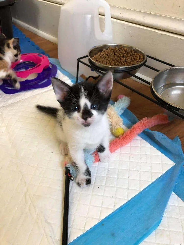 Luxor Mirage thumbnail 3