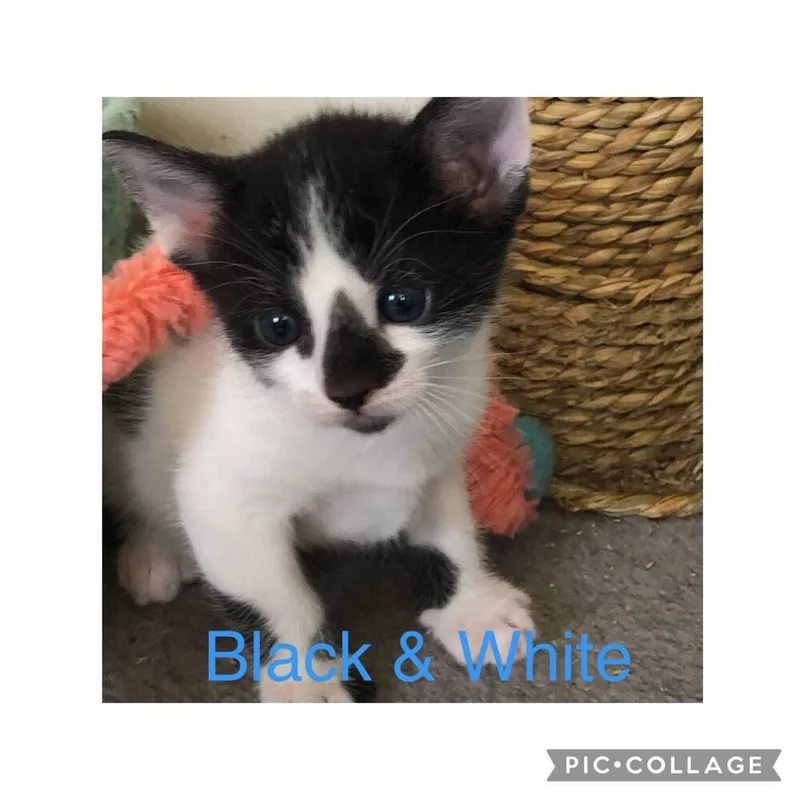 Luxor Mirage thumbnail 4