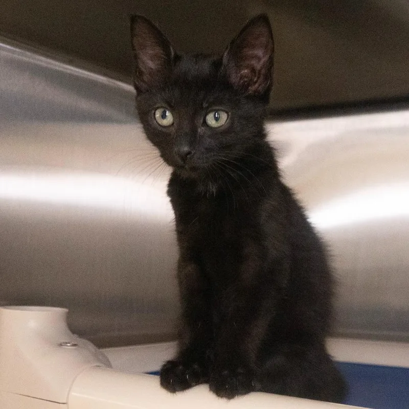 A baby medium-sized female Domestic Short Hair cat named Nebula for adoption in Shoreline, WA