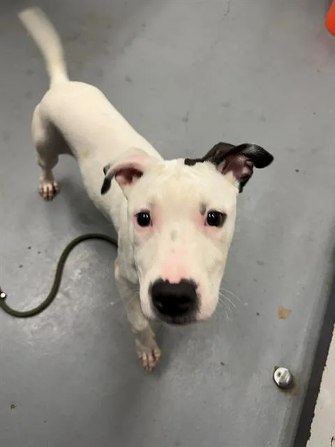A baby large-sized male Pit Bull Terrier dog named Mr. Wiggles for adoption in Peoria, IL