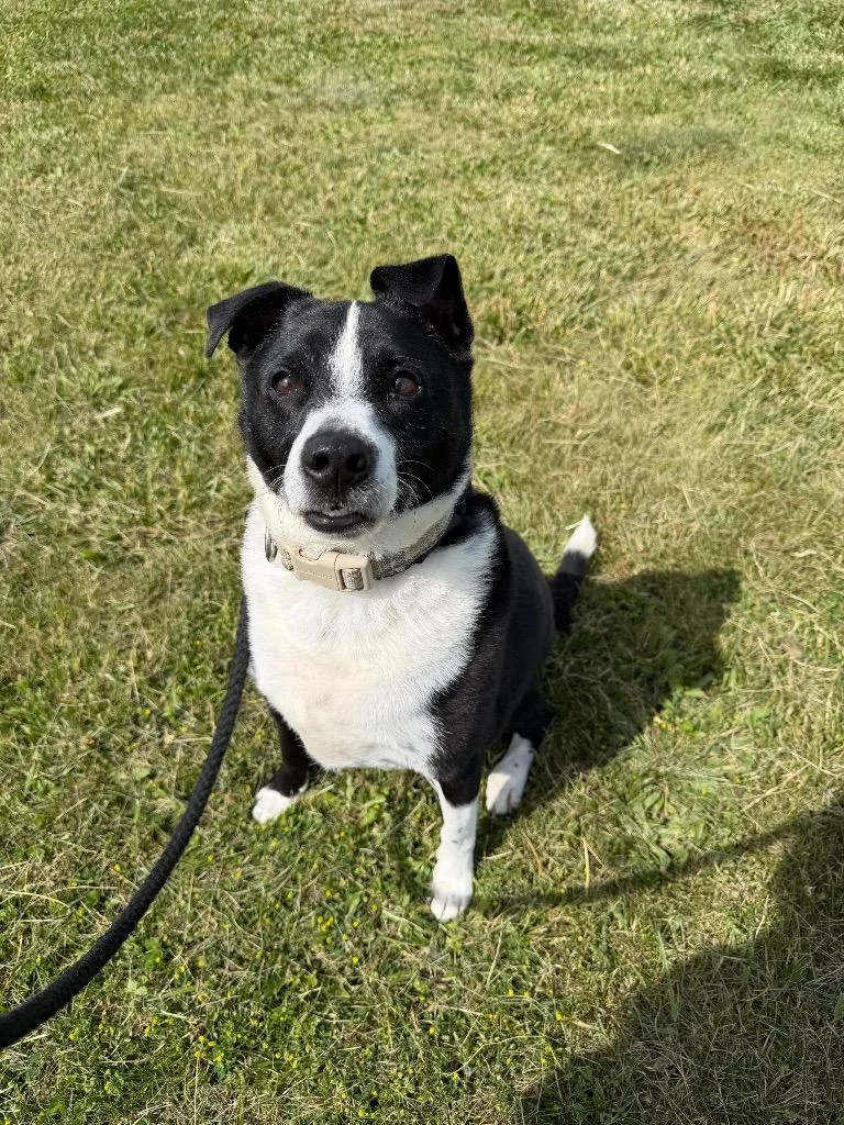 A senior medium-sized male Labrador Retriever dog named Jerry for adoption in Pierceton, IN
