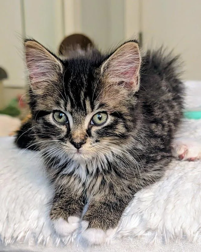 A baby medium-sized female Domestic Medium Hair cat named Petunia for adoption in Youngsville, NC