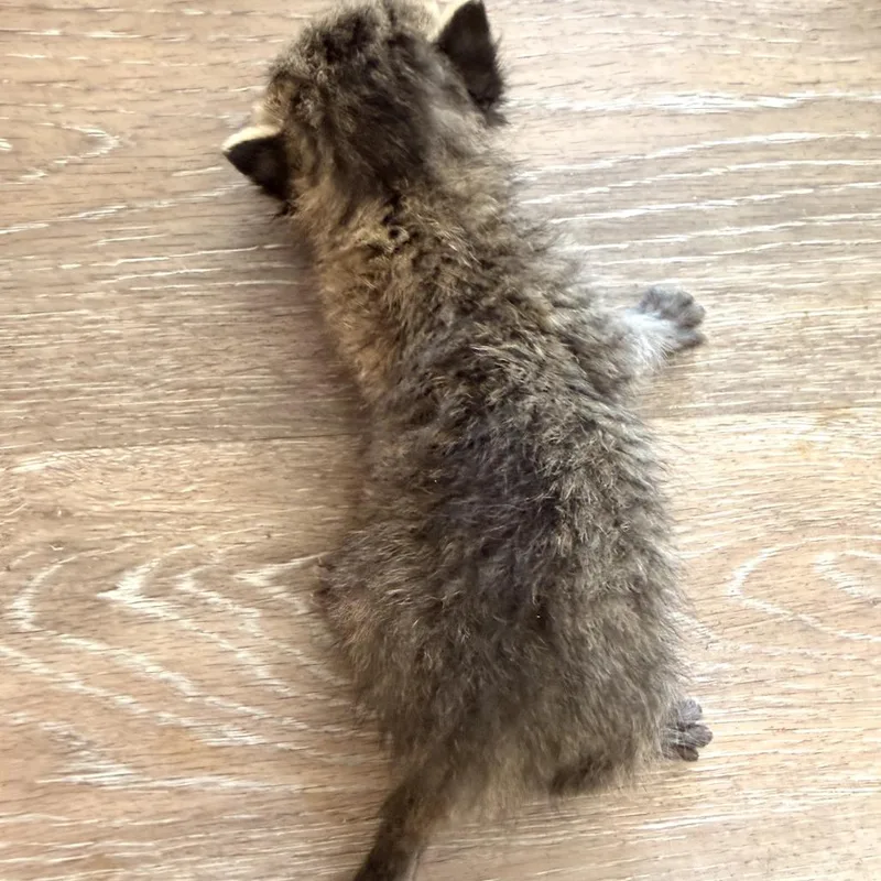 A baby small-sized male Gray / Blue / Silver Domestic Short Hair cat named Kroger for adoption in Evensville, TN