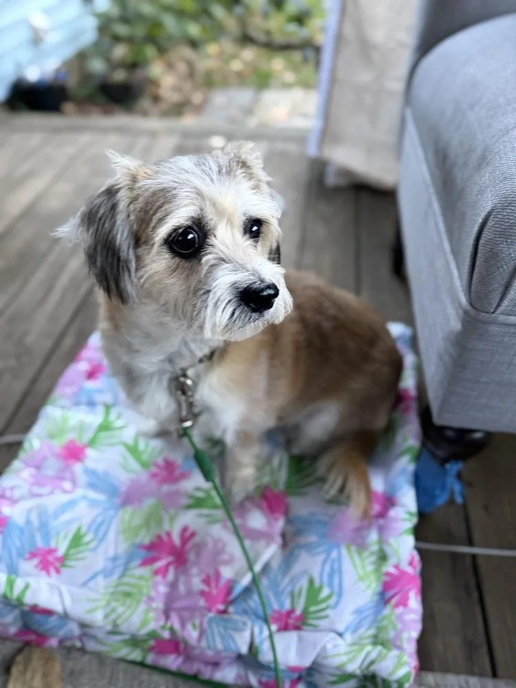 An adult small-sized female Corgi dog named Savannah for adoption in Middletown, CT