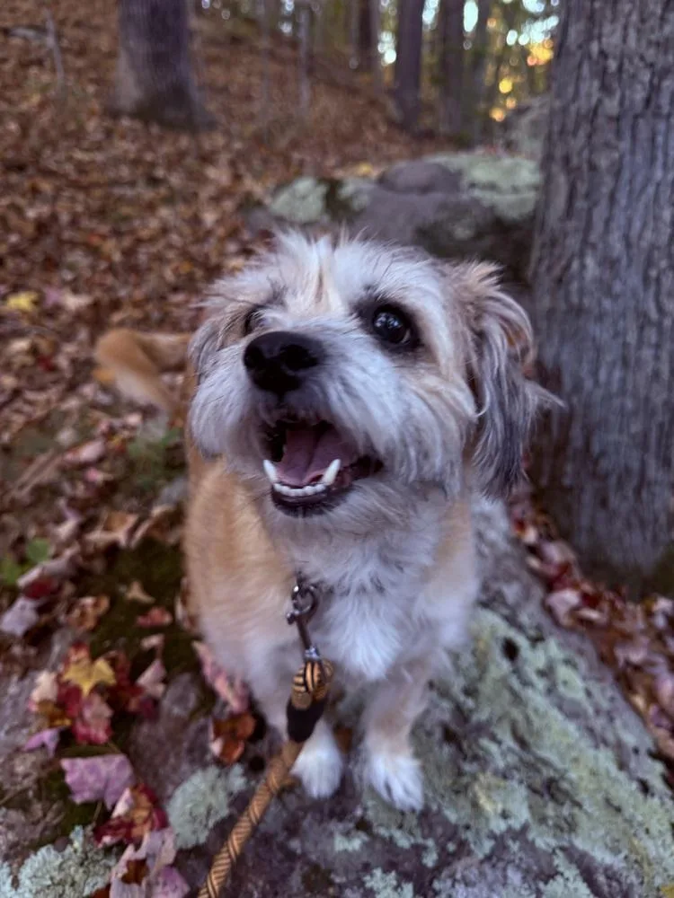 Savannah thumbnail 2