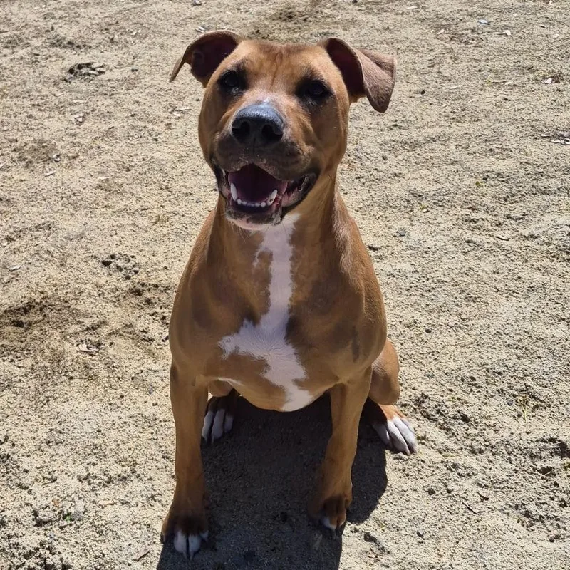 A young large-sized male Red / Chestnut / Orange American Staffordshire Terrier dog named Reggie for adoption in Reno, NV
