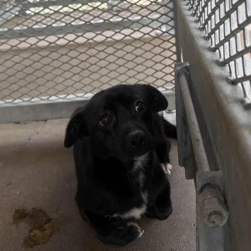 An adult small-sized male Black Mixed Breed dog named Bumper for adoption in Lake Jackson, TX