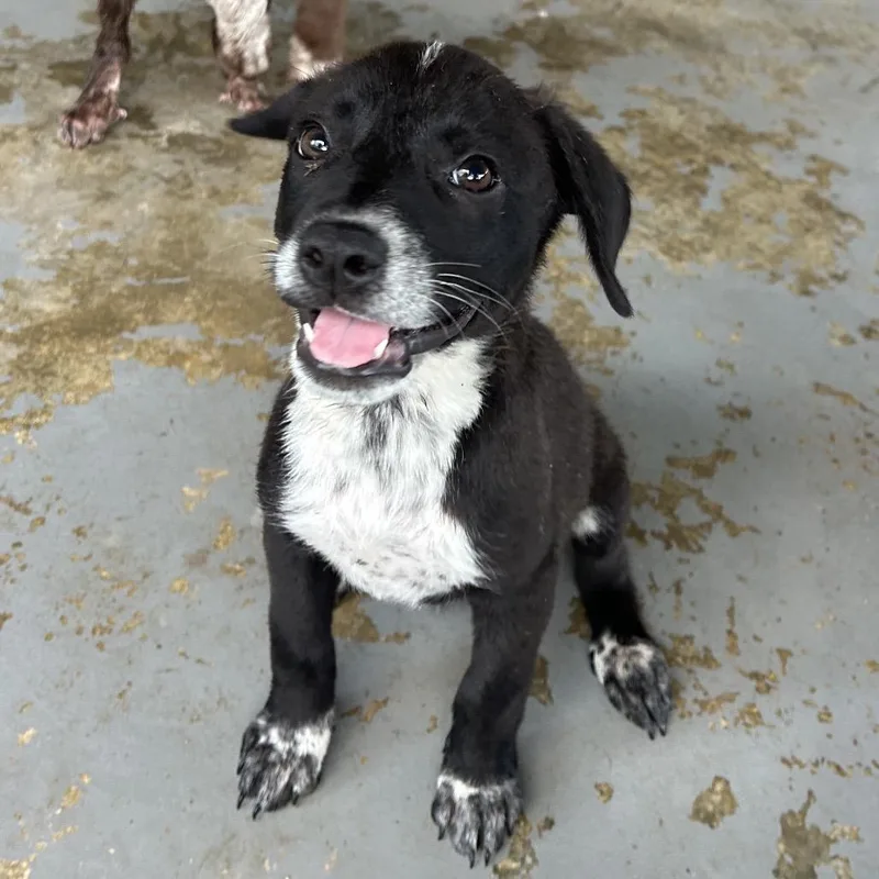 A baby small-sized female Black Labrador Retriever dog named Didi for adoption in West Point, MS