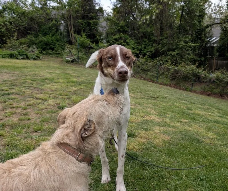 A young medium-sized male White / Cream Border Collie dog named Maverick for adoption in Chesapeake Beach, MD