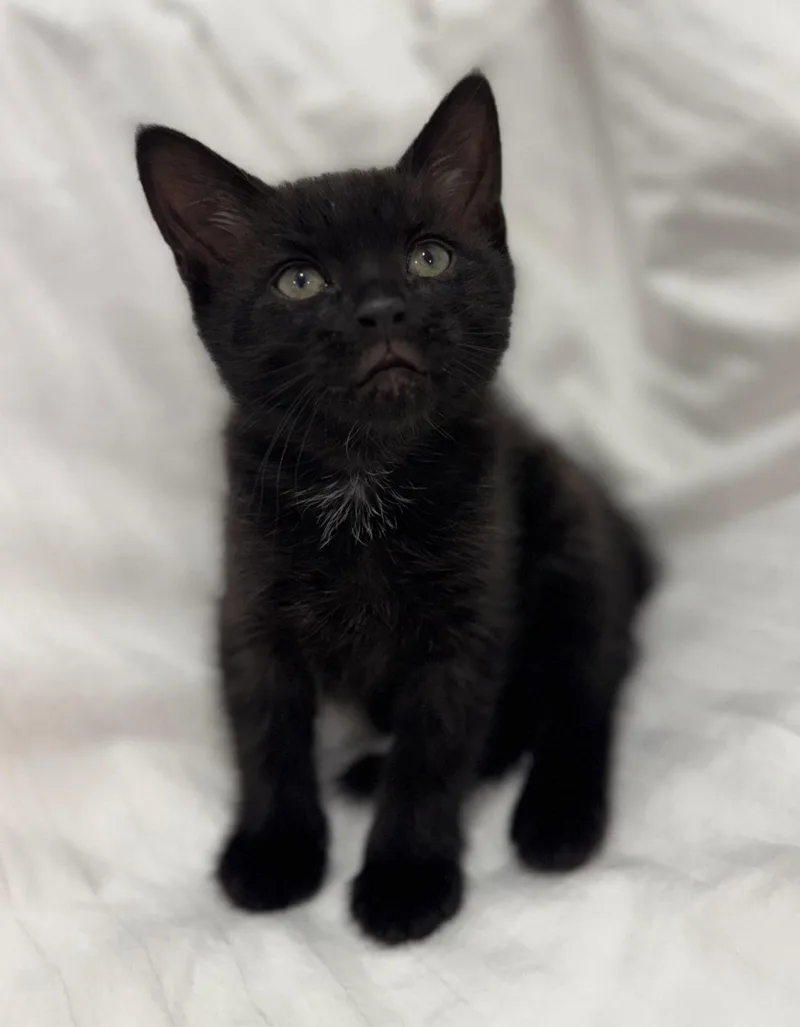 A baby medium-sized male Black Domestic Short Hair cat named Onyx for adoption in Royal Palm Beach, FL