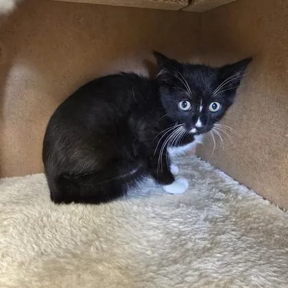 A baby small-sized male Domestic Short Hair cat named Private for adoption in Janesville, WI