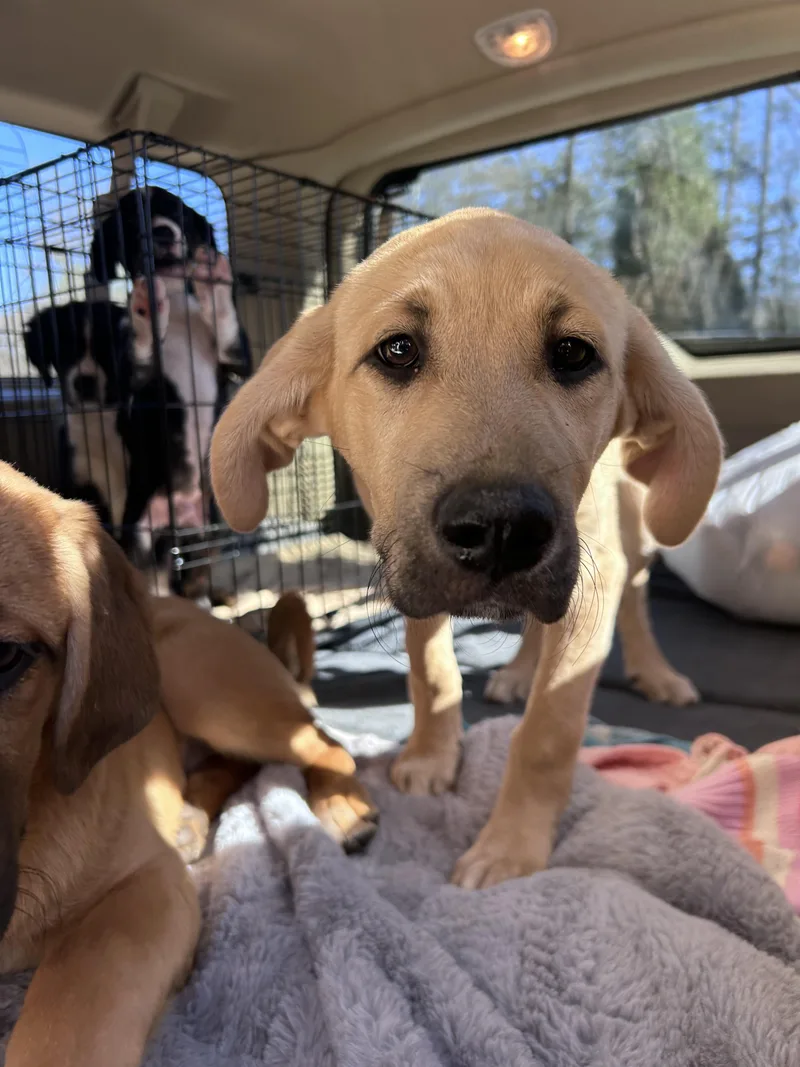 Buttercup thumbnail 2