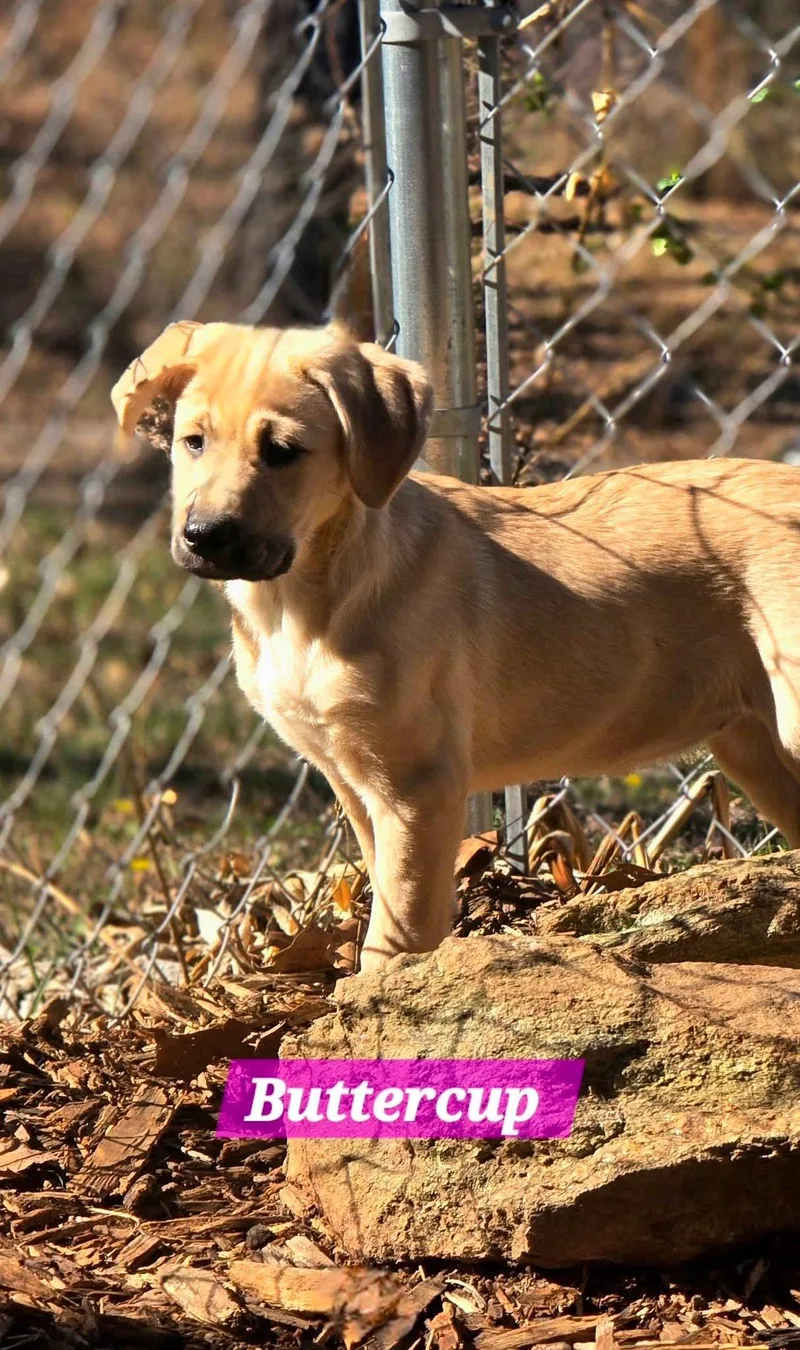 Buttercup thumbnail 4