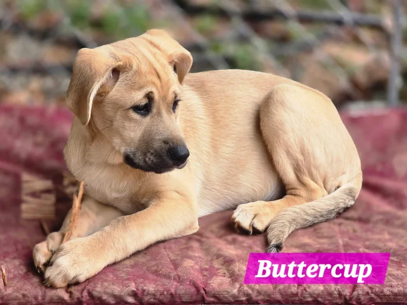 Buttercup thumbnail 6