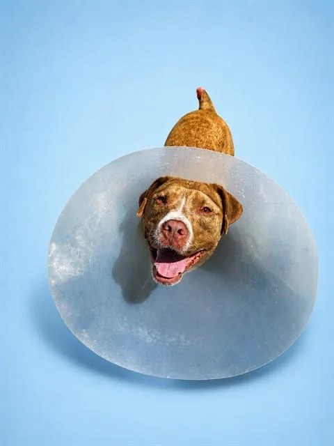 A young large-sized male Pit Bull Terrier dog named Cyrus for adoption in Westminster, MD