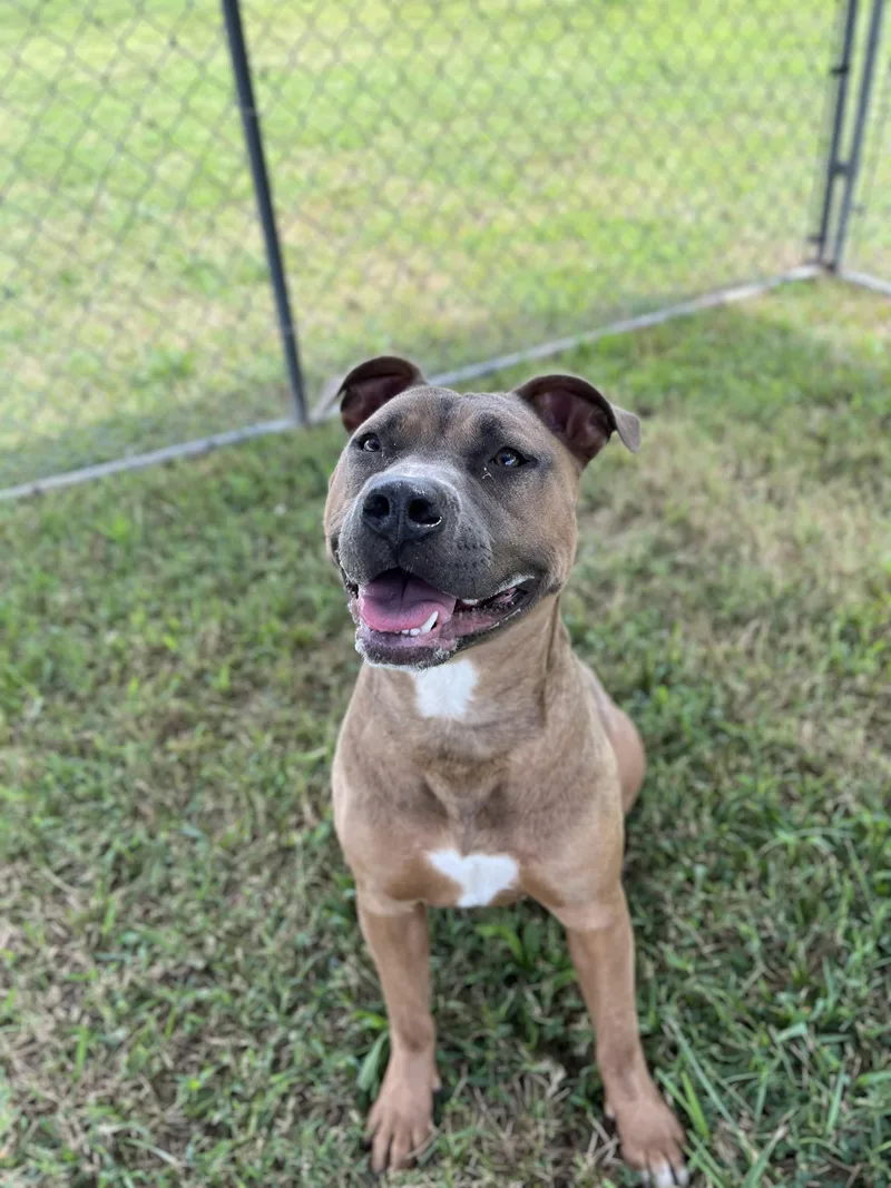 An adult medium-sized female Brown / Chocolate Pit Bull Terrier dog named Zinnia for adoption in Centerton, AR