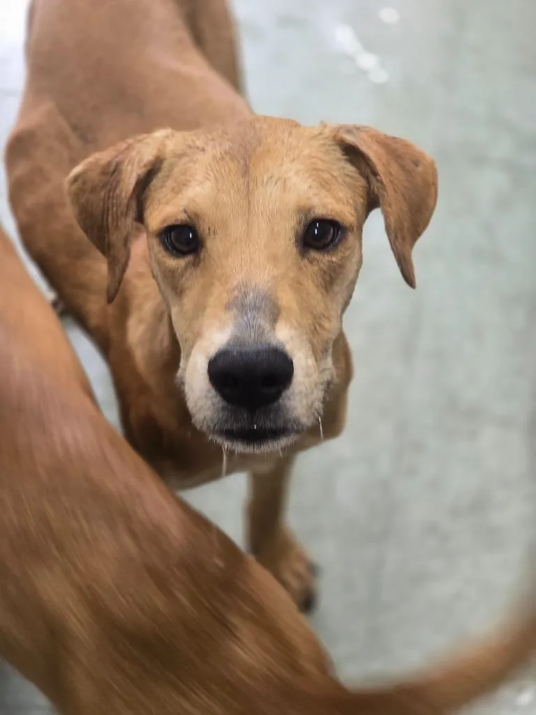 A baby medium-sized female Black Mouth Cur dog named Sarah for adoption in Danielsville, GA