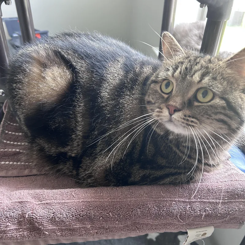 An adult large-sized female Scottish Fold cat named Neymar for adoption in Lancaster, PA