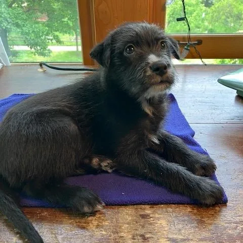 A baby small-sized female Black Wire Fox Terrier dog named Paris for adoption in Northbrook, IL