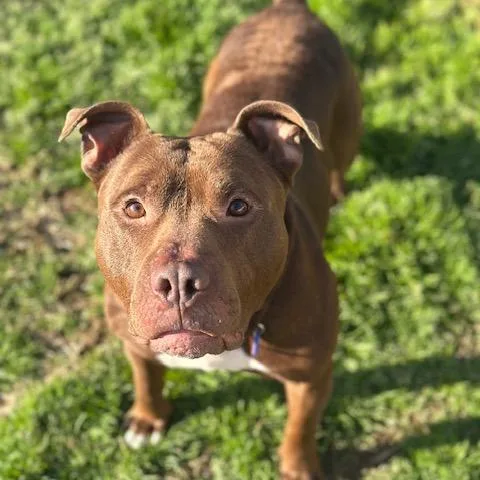 An adult large-sized male American Staffordshire Terrier dog named Mingo for adoption in Knoxville, TN
