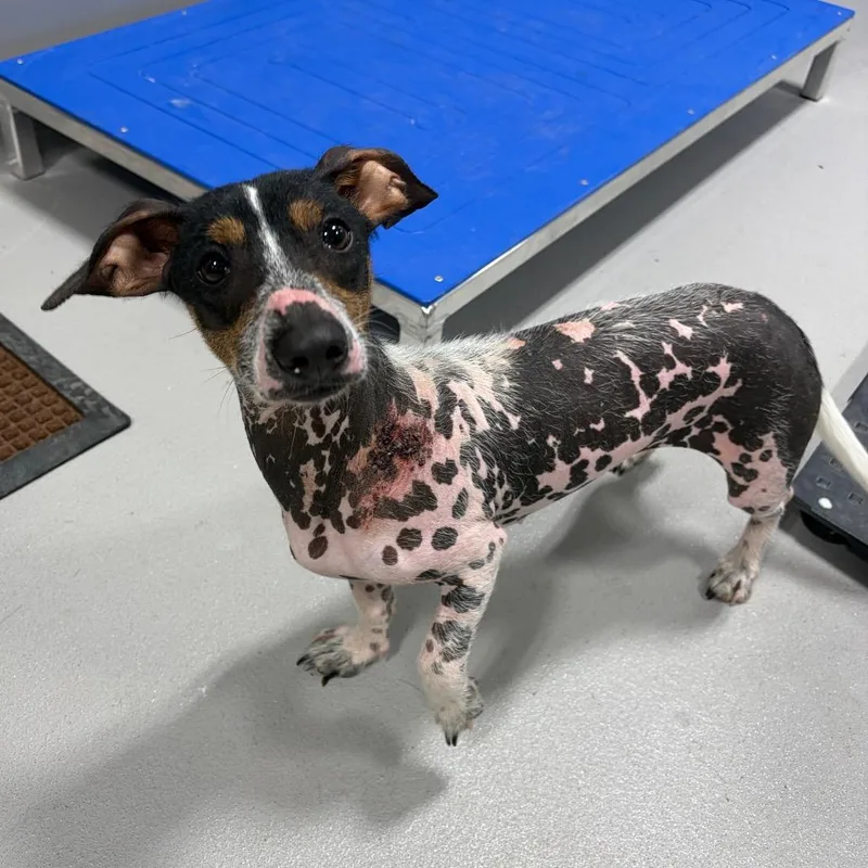 A young medium-sized female Brown / Chocolate Chinese Crested Dog dog named Kcac Stray Hold Over for adoption in Fredericksburg, TX