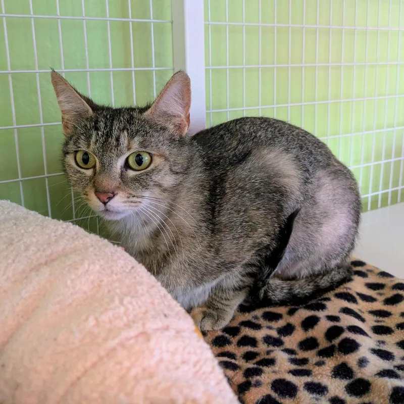 An adult medium-sized female Buff / Tan / Fawn Domestic Short Hair cat named Kiera for adoption in Portland, OR