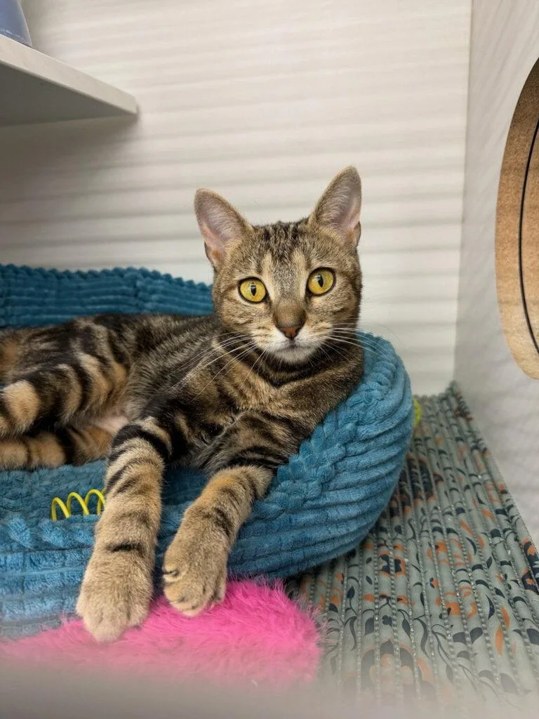 A young medium-sized female Domestic Short Hair cat named Flula for adoption in Cuyahoga Falls, OH