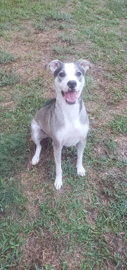An adult medium-sized female Sable Pit Bull Terrier dog named Ari for adoption in Conroe, TX