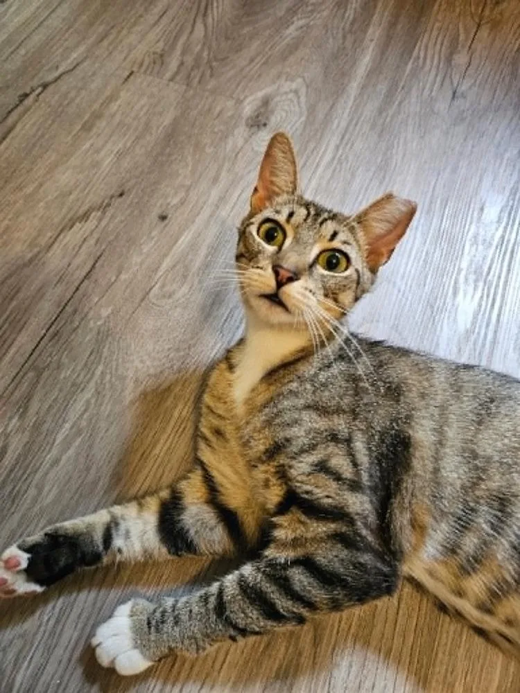An adult medium-sized female Brown / Chocolate Domestic Short Hair cat named Olivia for adoption in Youngsville, NC