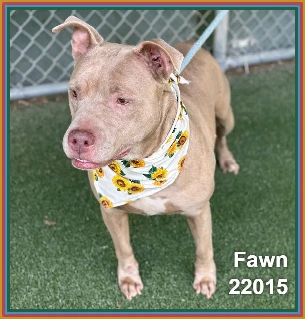 An adult medium-sized female White / Cream Pit Bull Terrier dog named Fawn for adoption in Marietta, GA