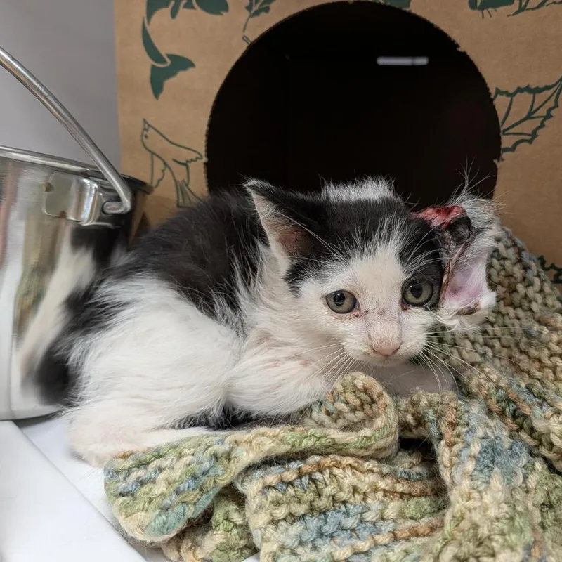 A baby small-sized female White Domestic Medium Hair cat named Van for adoption in Houston, TX