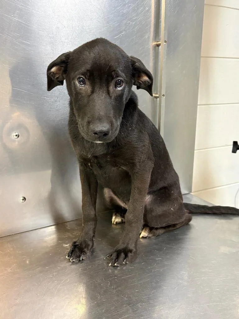 A baby medium-sized female Mixed Breed dog named D Perri for adoption in Tifton, GA