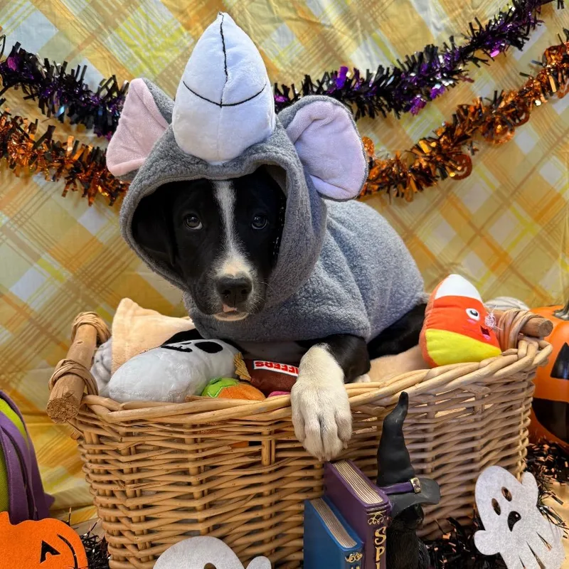 A baby small-sized male Border Collie dog named Remy for adoption in Santa Barbara, CA