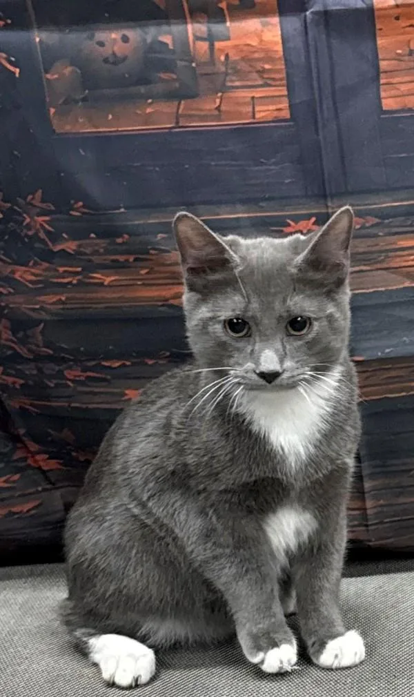 A young medium-sized male Russian Blue cat named Whiskers for adoption in Campbellsville, KY
