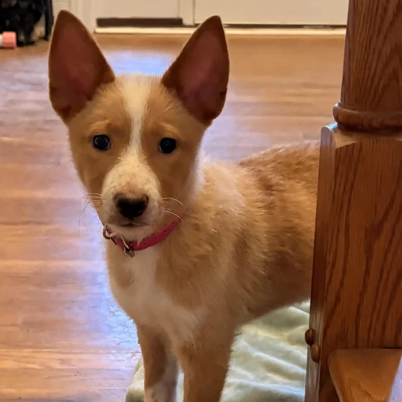 A baby medium-sized female Golden Basenji dog named Skylar for adoption in Brentwood, TN