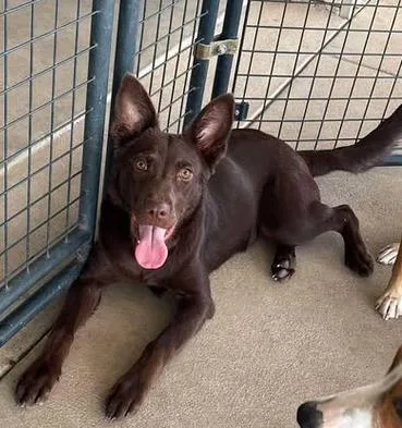 An adult medium-sized female Shepherd dog named Starlight for adoption in Lampasas, TX