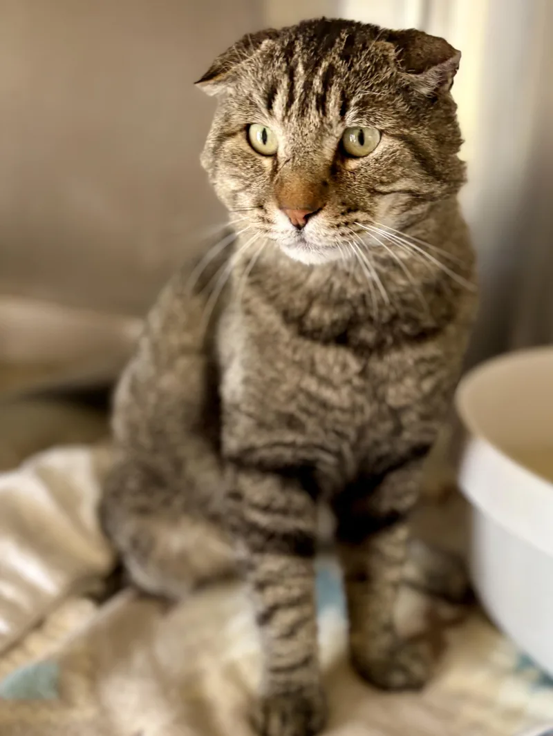 An adult medium-sized male Gray & White Tabby cat named Ian for adoption in Prescott, AZ