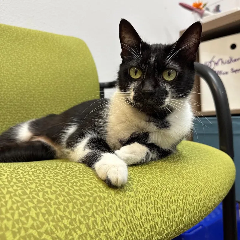 An adult medium-sized female Black Domestic Short Hair cat named Wendy for adoption in Port Angeles, WA