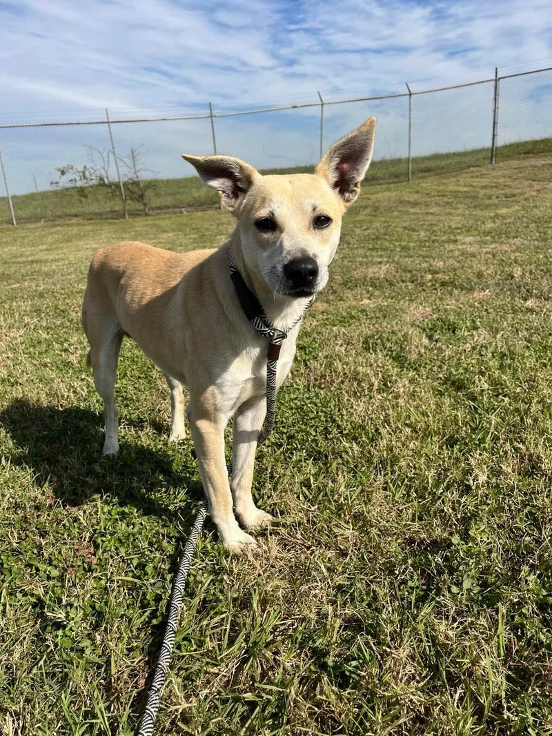 An adult medium-sized male Carolina Dog dog named Ryan  No More for adoption in Oakhurst, NJ