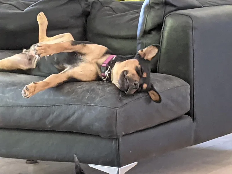 An adult medium-sized female Black Mixed Breed dog named Sheba for adoption in Covington, WA