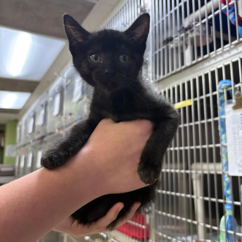 A baby small-sized female Black Domestic Short Hair cat named Tony for adoption in Springfield, IL