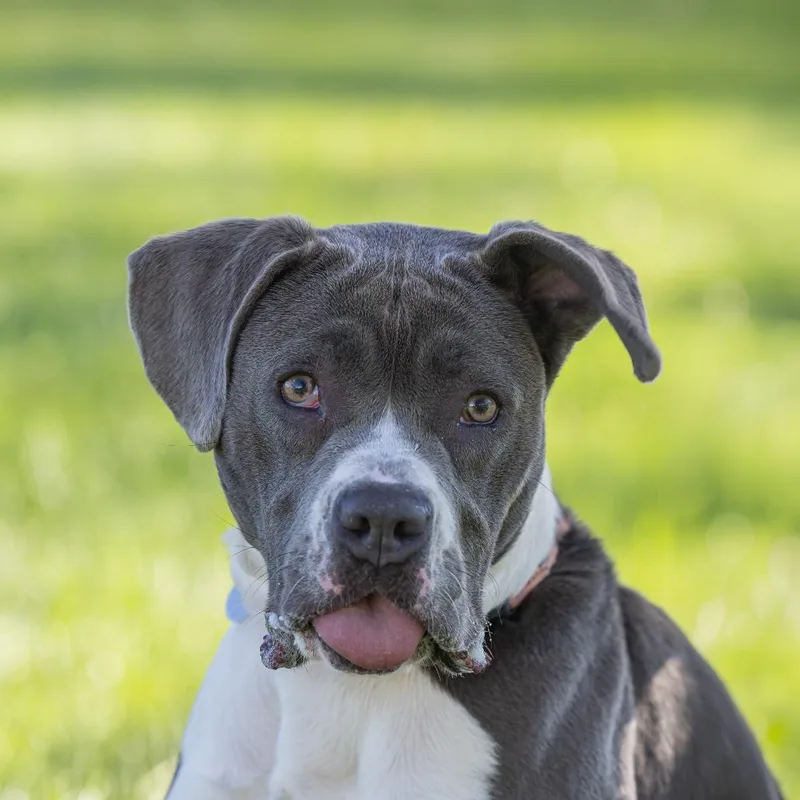 A young medium-sized male Gray / Blue / Silver Mixed Breed dog named Despereaux for adoption in Dearborn, MI