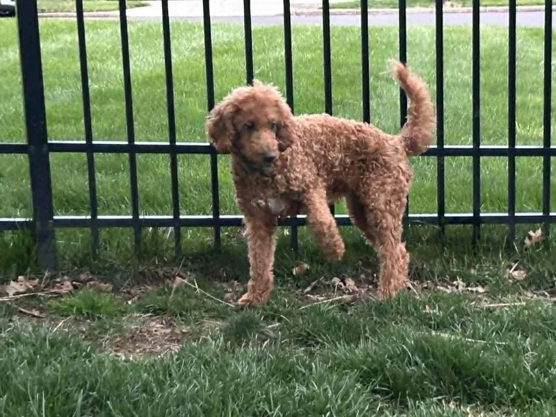 An adult medium-sized female Golden Retriever dog named Monica for adoption in Havertown, PA