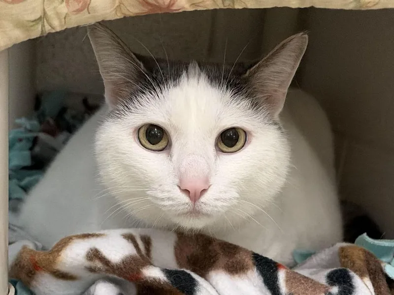 A senior small-sized female White Domestic Short Hair cat named Jasmine for adoption in Alexandria, VA