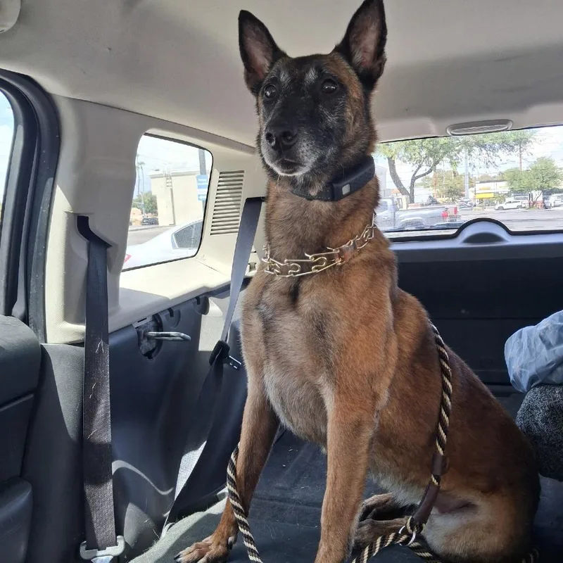 An adult large-sized female Brown / Chocolate Belgian Shepherd / Malinois dog named Demo for adoption in Las Vegas, NV