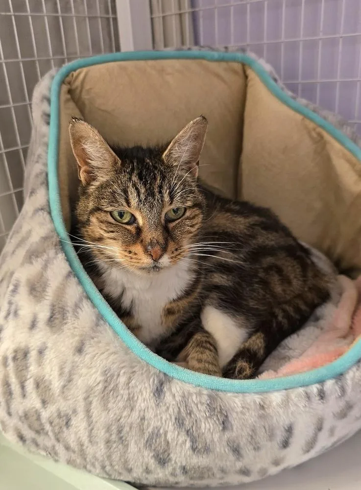 A senior large-sized female Brown / Chocolate Domestic Short Hair cat named Ciara for adoption in Vancouver, WA