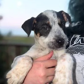 A baby medium-sized male Australian Cattle Dog / Blue Heeler dog named Ramon for adoption in Lodi, CA