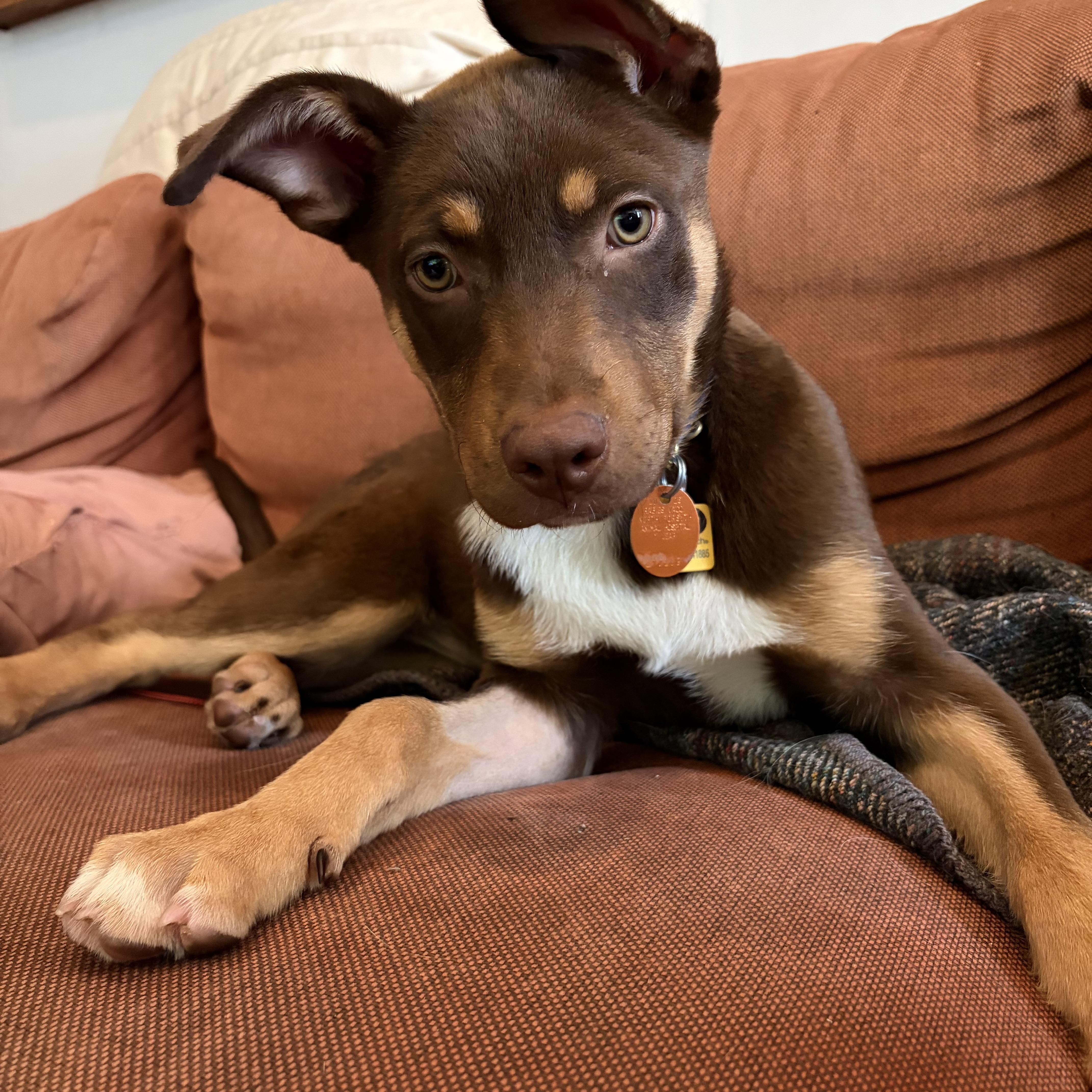 A baby large-sized male Labrador Retriever dog named Red Rider for adoption in Plymouth Meeting, PA