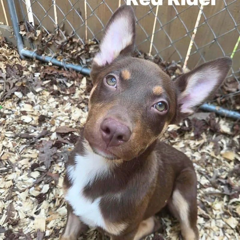 Red Rider thumbnail 2