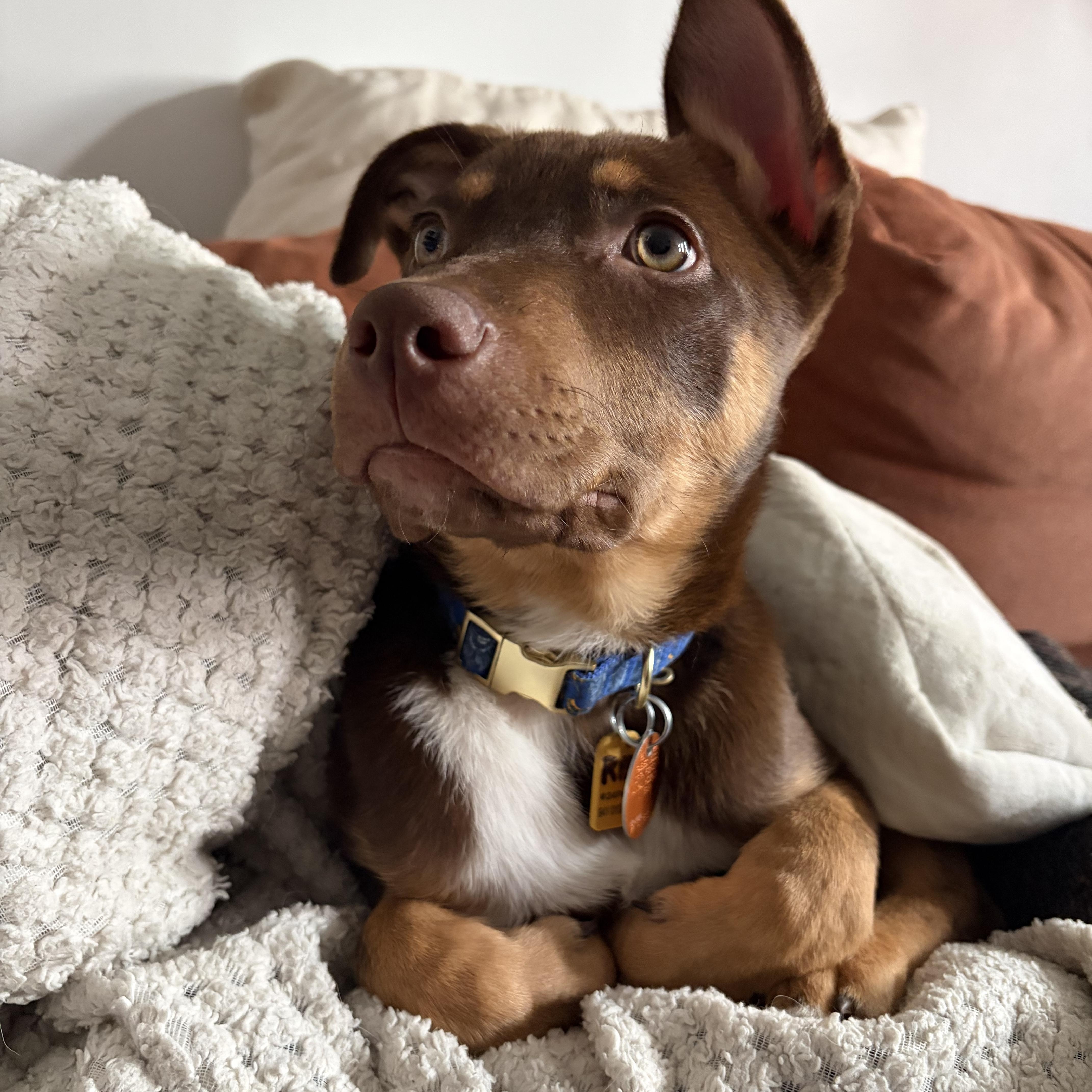 Red Rider thumbnail 3